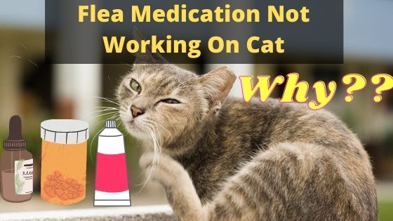 Flea Medication Not Working On Cat