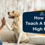 How do you Teach a Dog to High Five