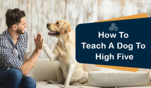 How do you Teach a Dog to High Five