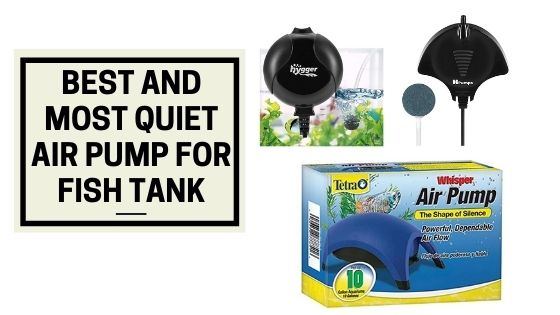 Best and Most Quiet Air Pump For Fish Tank - The Kitty Expert