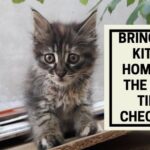 Bringing a Kitten Home for The First Time: Checklist