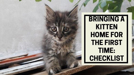 Bringing a Kitten Home for The First Time: Checklist
