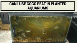 can i use coco peat in planted aquariums