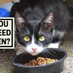 Can you overfeed a kitten