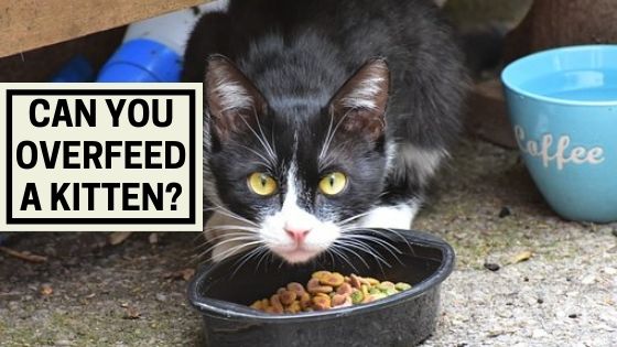 Can you overfeed a kitten