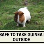 Is it Safe to Take Guinea Pigs Outside