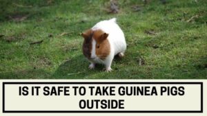 Is it Safe to Take Guinea Pigs Outside