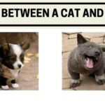 A Mix Between a Cat and a Dog