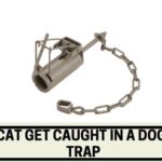 Can a cat get caught in a dog proof trap