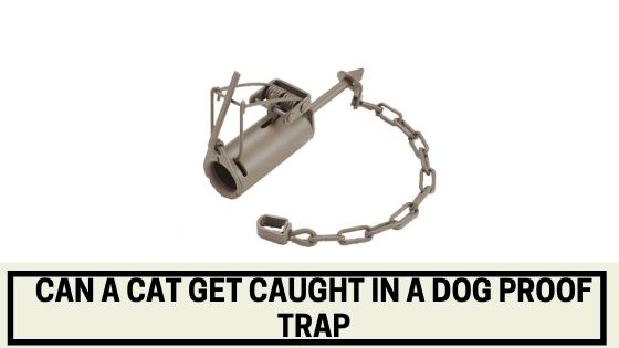 Can a cat get caught in a dog proof trap
