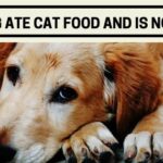 My Dog Ate Cat Food and Is Now Sick