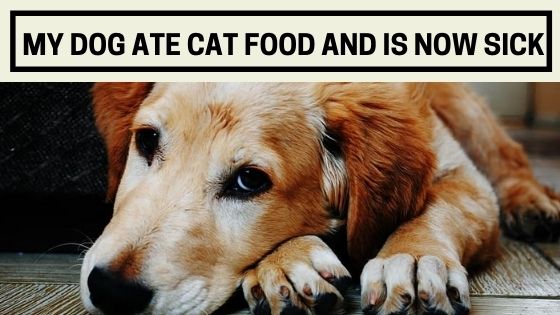 will cat food make my dog sick