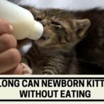 how long can newborn kittens go without eating