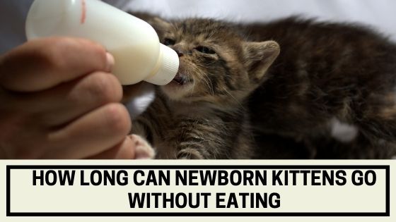 how long can newborn kittens go without eating