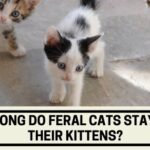How Long Do Feral Cats Stay With Their Kittens