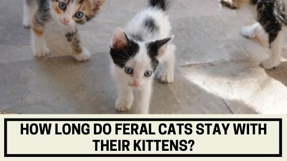How Long Do Feral Cats Stay With Their Kittens