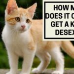 How Much Does it Cost to Get a Kitten Desexed