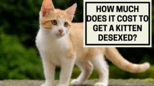 How Much Does it Cost to Get a Kitten Desexed