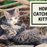 how to cat feral kittens