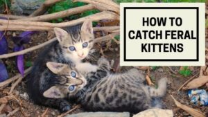 how to cat feral kittens