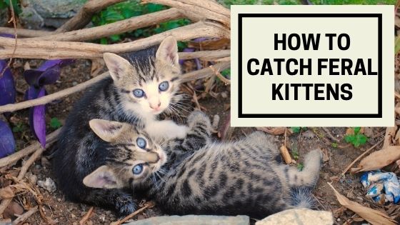 how to cat feral kittens
