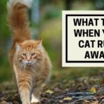What To Do When Your Cat Runs Away