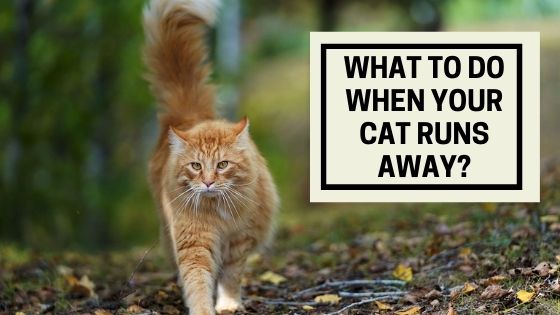 What To Do When Your Cat Runs Away
