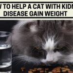 How to Help a Cat With Kidney Disease Gain Weight