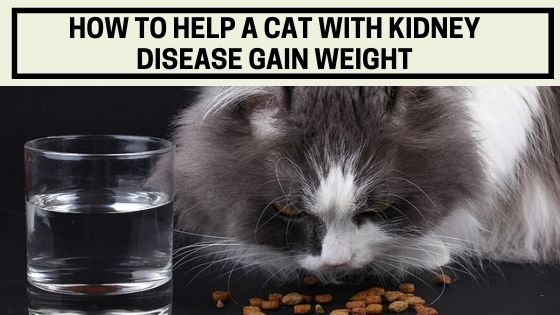 How to Help a Cat With Kidney Disease Gain Weight