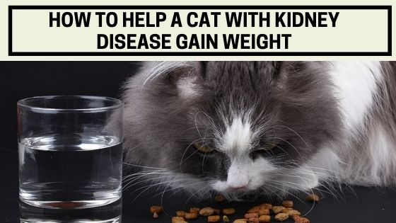 How To Help A Cat With Kidney Disease Gain Weight The Kitty Expert