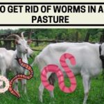 how to get rid of worms in a goat pasture