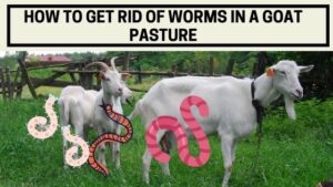 how to get rid of worms in a goat pasture
