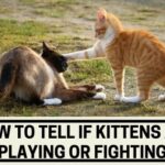 How to Tell if Kittens are Playing or Fighting