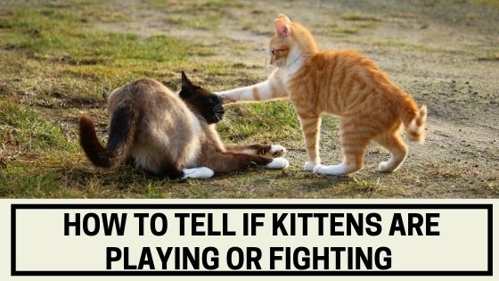How to Tell if Kittens are Playing or Fighting