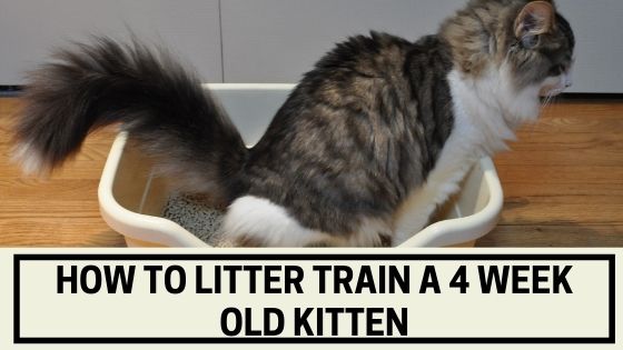 How to Litter Train a 4 Week Old Kitten