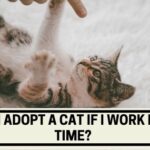 Can I Adopt a Cat If I Work Full Time?