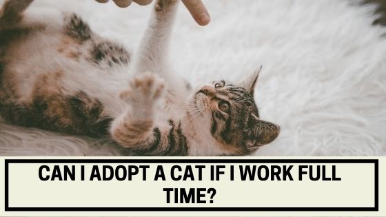 Can I Adopt a Cat If I Work Full Time?