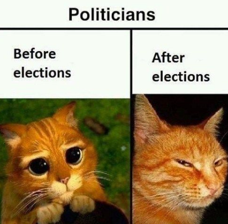 funny cat election memes