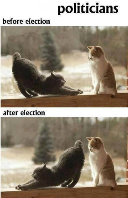 politicians cat meme