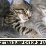 Why Do Kittens Sleep On Top Of Each Other