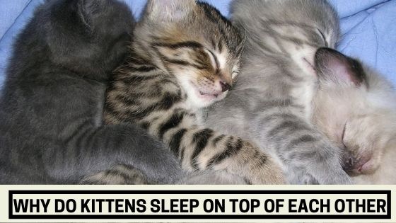 Why Do Kittens Sleep On Top Of Each Other