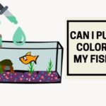 Can I Put Food Coloring In My Fish Tank