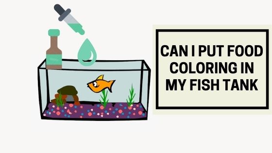 Can I Put Food Coloring In My Fish Tank