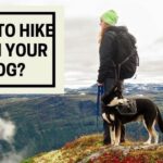 How to Hike with Your Dog?