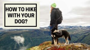 How to Hike with Your Dog?