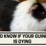 how to know if your guinea pig is dying