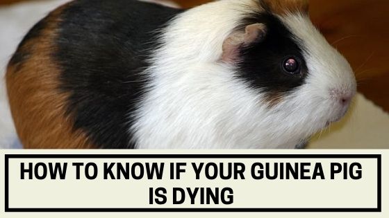 how to know if your guinea pig is dying
