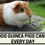 Foods Guinea Pigs Can Eat Every Day