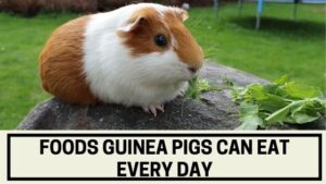 Foods Guinea Pigs Can Eat Every Day