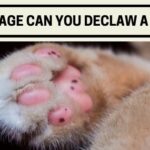 what age can you declaw a kitten